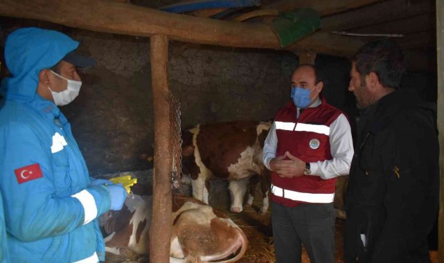 Bayburt&#039;ta 2022 yılı ilkbahar dönemi şap aşılama programı başladı