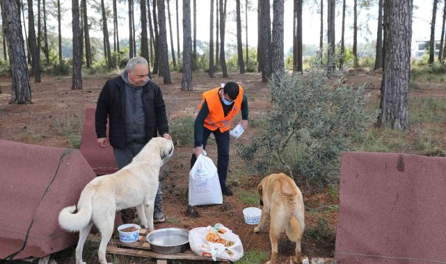 Belediye ekipleri sokak hayvanlarını elleriyle besledi