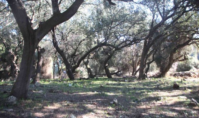 Belediye ekipleri, tarihi mezarlığın çehresini değiştirdi