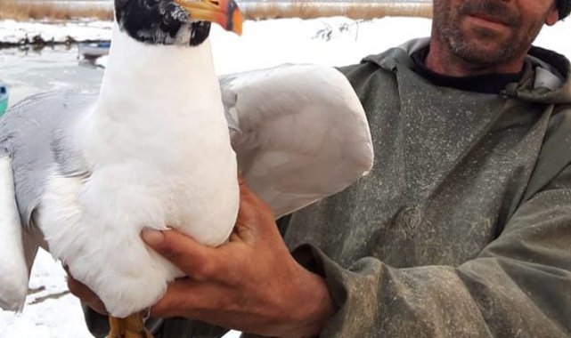 Beyşehir Gölü'nde ağa takılan martıyı balıkçı kurtardı