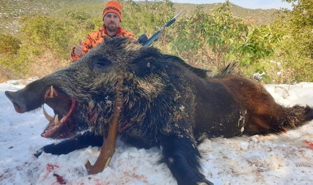 Bilecikli avcılar 160 kiloluk dev domuzu vurmak için büyük uğraş verdi