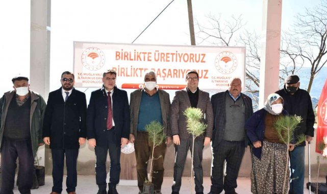 Bin adet çam fıstığı dağıtıldı