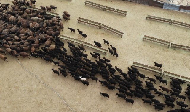 Bingöl'de baharın habercisi kuzular anneleriyle buluştu