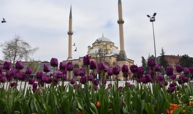 Binlerce çiçek toprakla buluştu