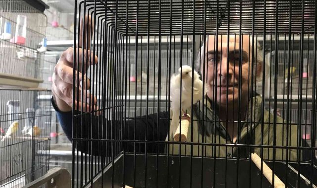 Bir ev dolusu kanaryadan 450 yavru bekliyor