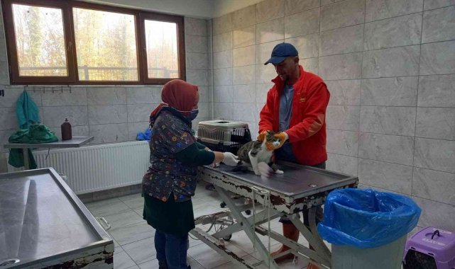 Bir yılda 263 köpek sahiplendirildi