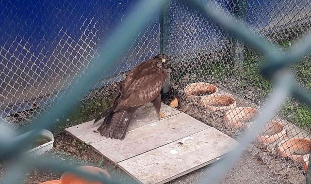 Bitkin halde bulunan kızıl şahin tedavisinin ardından doğaya salındı