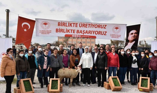 Bodrum ve Milas'ta 70 kadın üreticiye 700 koyun