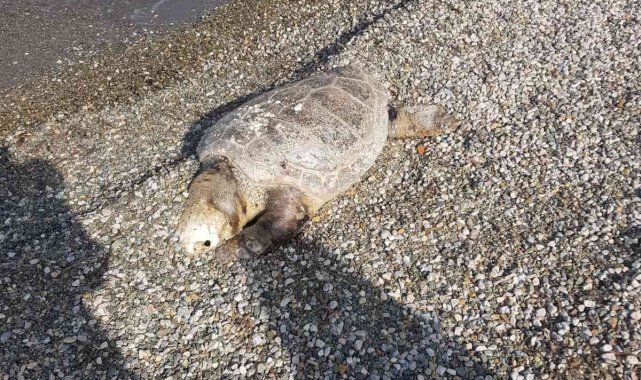 Bodrum&#039;da ölü deniz kaplumbağası sahile vurdu
