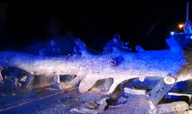 Bodrum'da yıkılan ağaçlar yolları kapattı