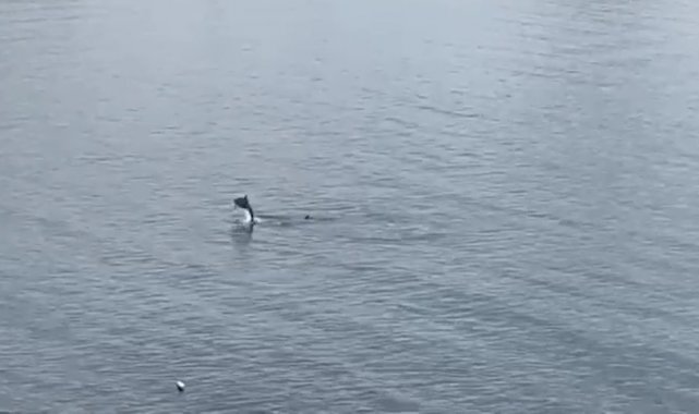 Bodrum&#039;da yunus sürprizi