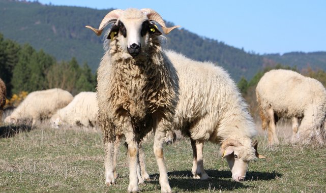 Bolu'da, sertifikalı çobanlık kursu açılacak