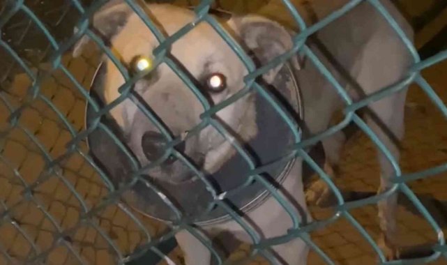 Boynu çöp kovasının demir halkasına sıkışan köpek kurtarıldı