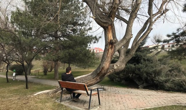 Bu ağaç yatay büyüyor