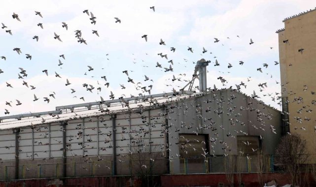 Bu çatı binlerce güvercine uğrak yeri oldu
