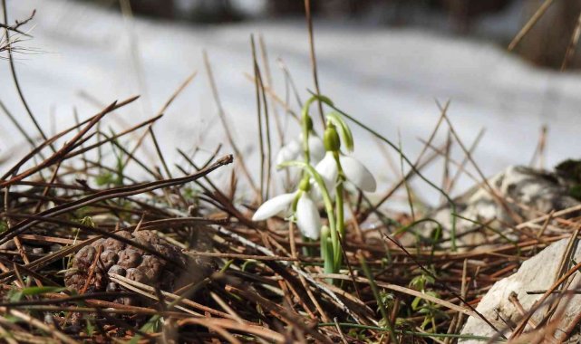 Bu çiçeği koparmanın cezası 109 bin 593 TL
