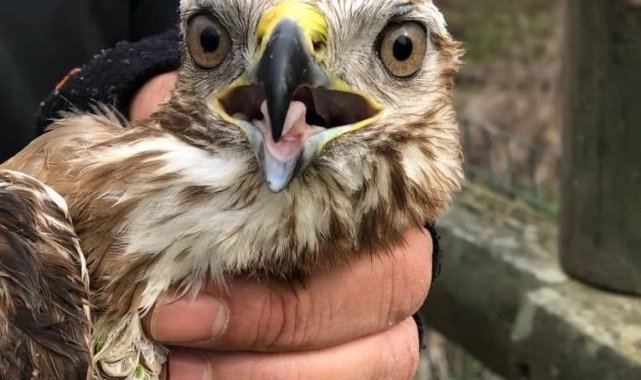 Buldukları yaralı şahini Miili Park yetkililerine teslim ettiler.