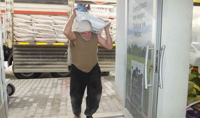 Burhaniye'de zeytinde gübreleme başladı