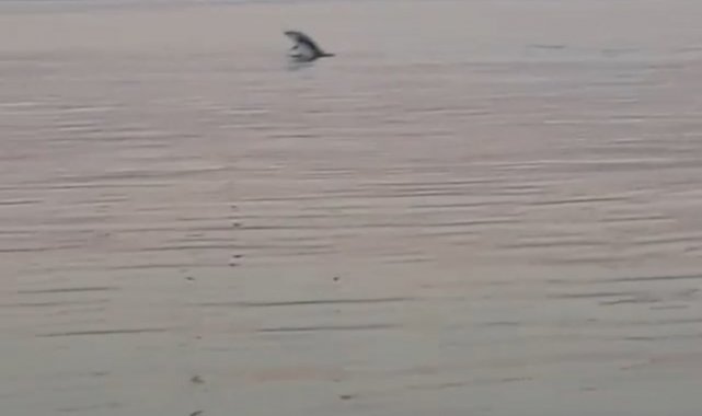 Bursa'da yunus balıklarından sürpriz ziyaret