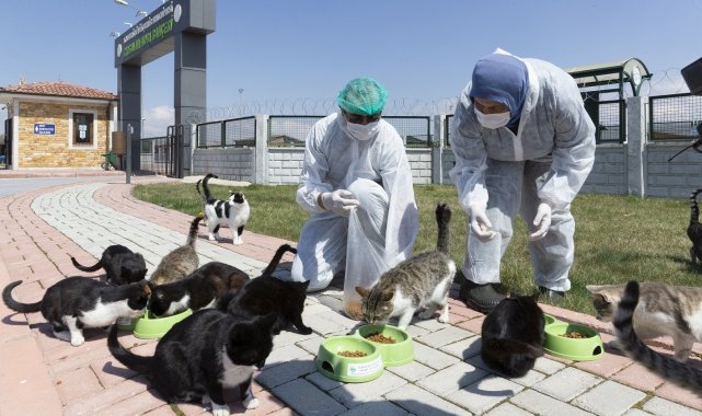 Büyükşehirden sokak hayvanları için 48 ton mama desteği