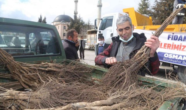 Çameli&#039;nde ceviz üretim alanları genişletiliyor