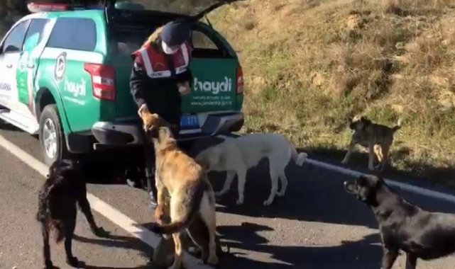 Çanakkale'de jandarma ekipleri sokak hayvanlarını besledi