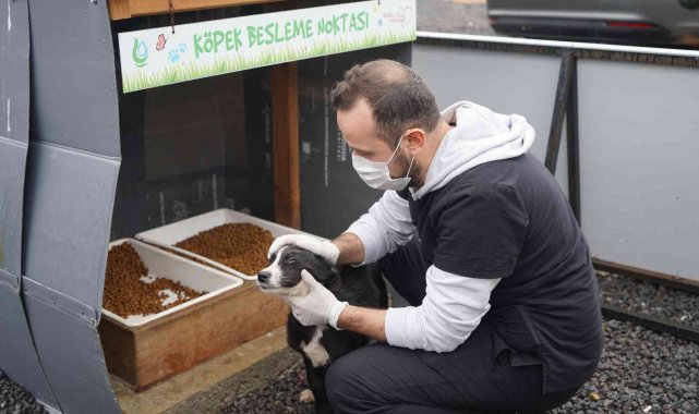 Çayırova Belediyesi'nden sokak hayvanlarına destek