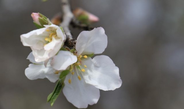 Cemre havaya düştü