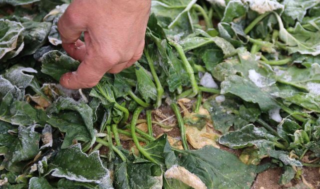 Çiftçinin toprağı dondu ürünlerin fiyatı arttı