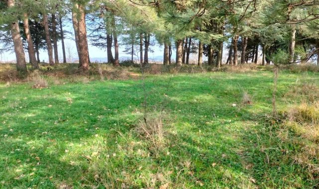 Çiftlikköy'e yeni mesire ve piknik alanları kazandırılacak