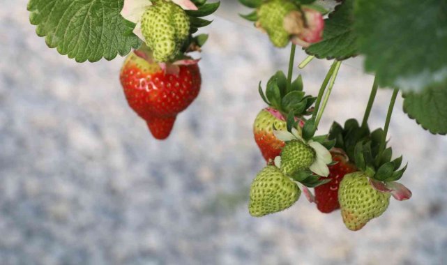 Çilek sektörü Aydın'da masaya yatırılacak