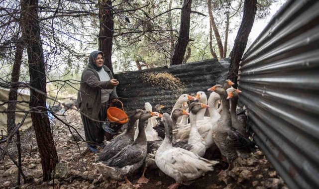 Civciv olarak verilen kazlar büyüdü