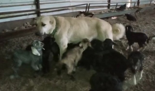 Çoban köpeği yavru keçilere süt annelik yapıyor