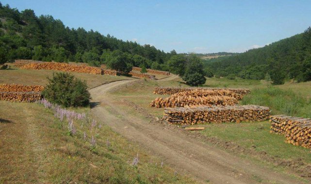 Çorum'da 500 bin fidan toprakla buluşturuldu