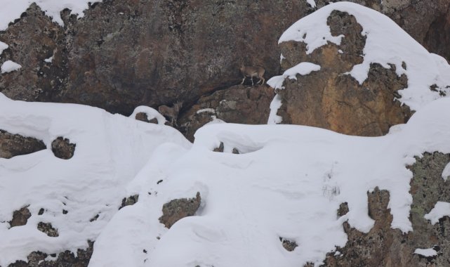 Dağ keçileri için 250 kilo otu doğaya bıraktılar