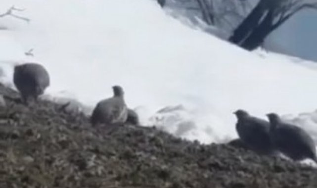 Dağ keklikleri beslenirken görüntülendi