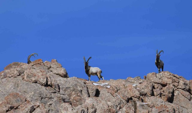 Danıştay, yaban keçisi avlama ihalelerini iptal etti