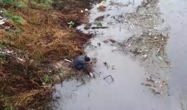 Debisi yükselen Yeşilırmak'ta balıklar kıyıya vurdu