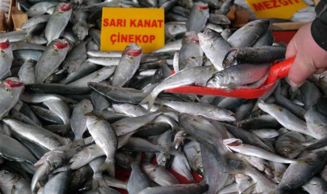 Denizde azalınca fiyatı bir haftada iki katına çıktı