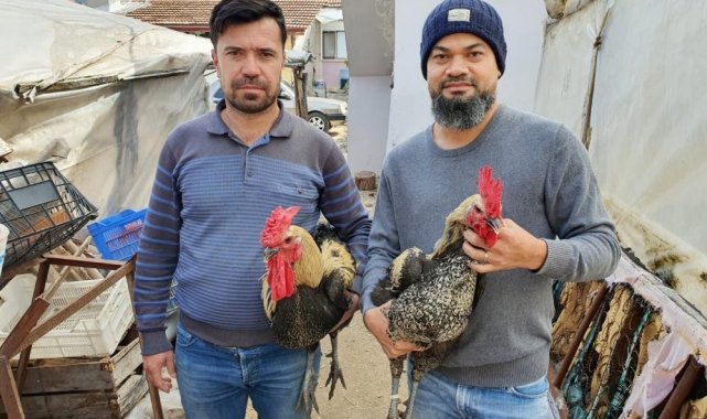 Denizli Horozunun yumurtası yurt dışına tanesi 50 TL'ye satılıyor