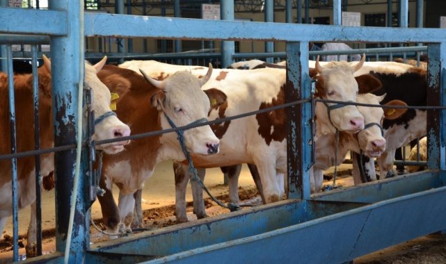 Denizli'de büyük ve küçükbaş sayısı azaldı