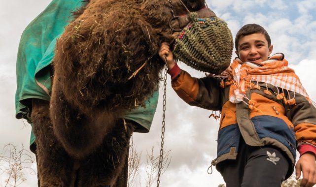 Deve güreşi heyecanı Denizli&#039;de