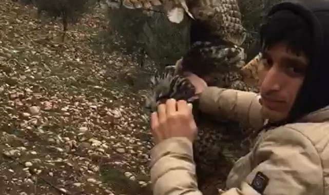 Dikenli tellere takılan baykuşu vatandaşlar kurtardı