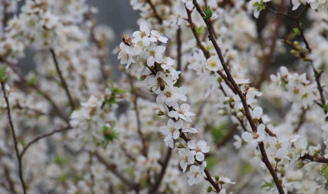 Dışarısı kış, içerisi bahar... Ağaçlar çiçek açtı