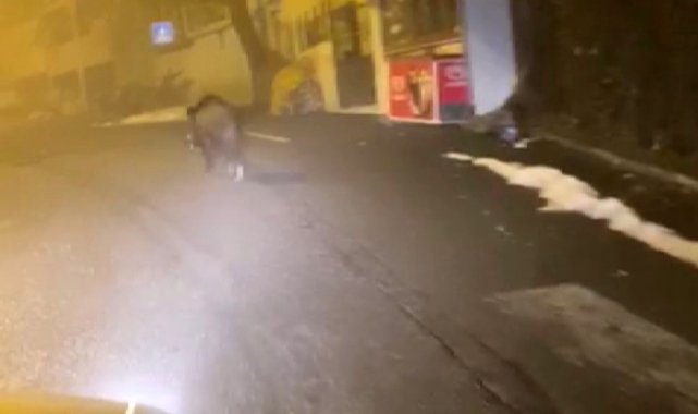 Diyarbakır'ın Kulp ilçesinde ilçe merkezine inen domuzlar kameraya yansıdı