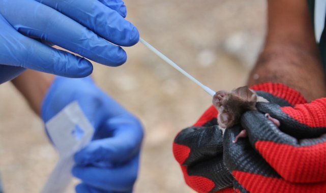 Doğanın gizemli türü yarasaların sırları ÇAKÜ&#039;de aydınlanıyor