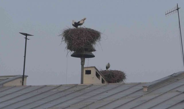 Doğunun Çukurova&#039;sı Iğdır dört mevsim leyleklere ev sahipliği yapıyor