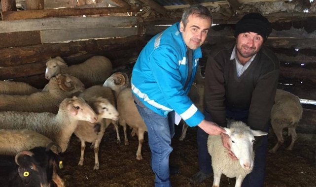 Domaniç'te anaç koyun, keçi tespit ve denetim çalışmaları