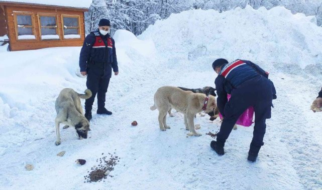 Domaniç'te sokak hayvanları için yemleme çalışması