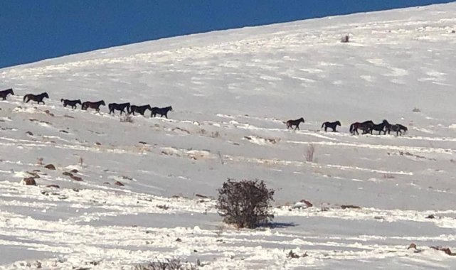 Drone kamerasına takılan yılkı atları eşsiz görüntüler oluşturdu